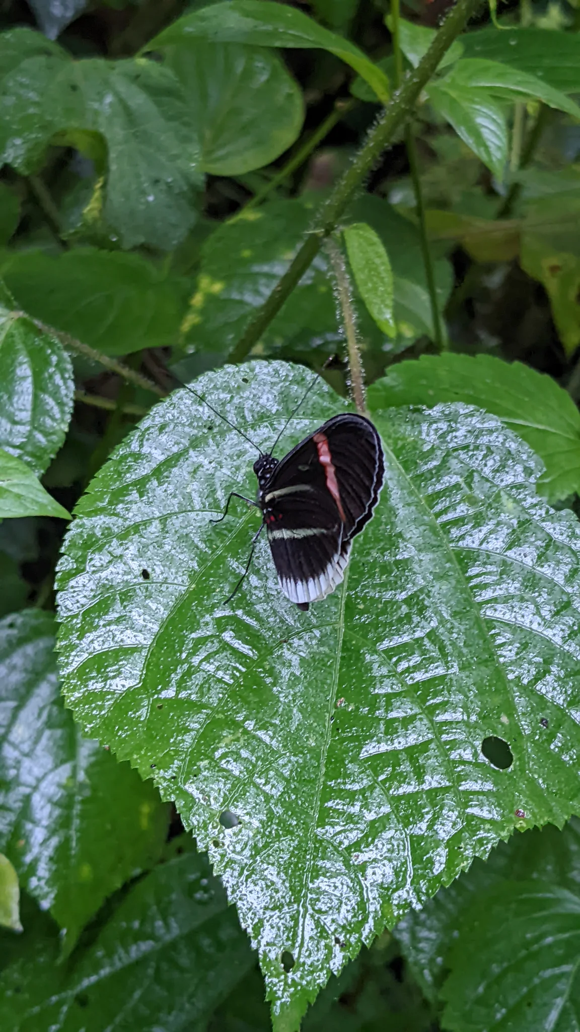 Dark butterfly on a textured leaf. Finer identification remains unconfirmed.