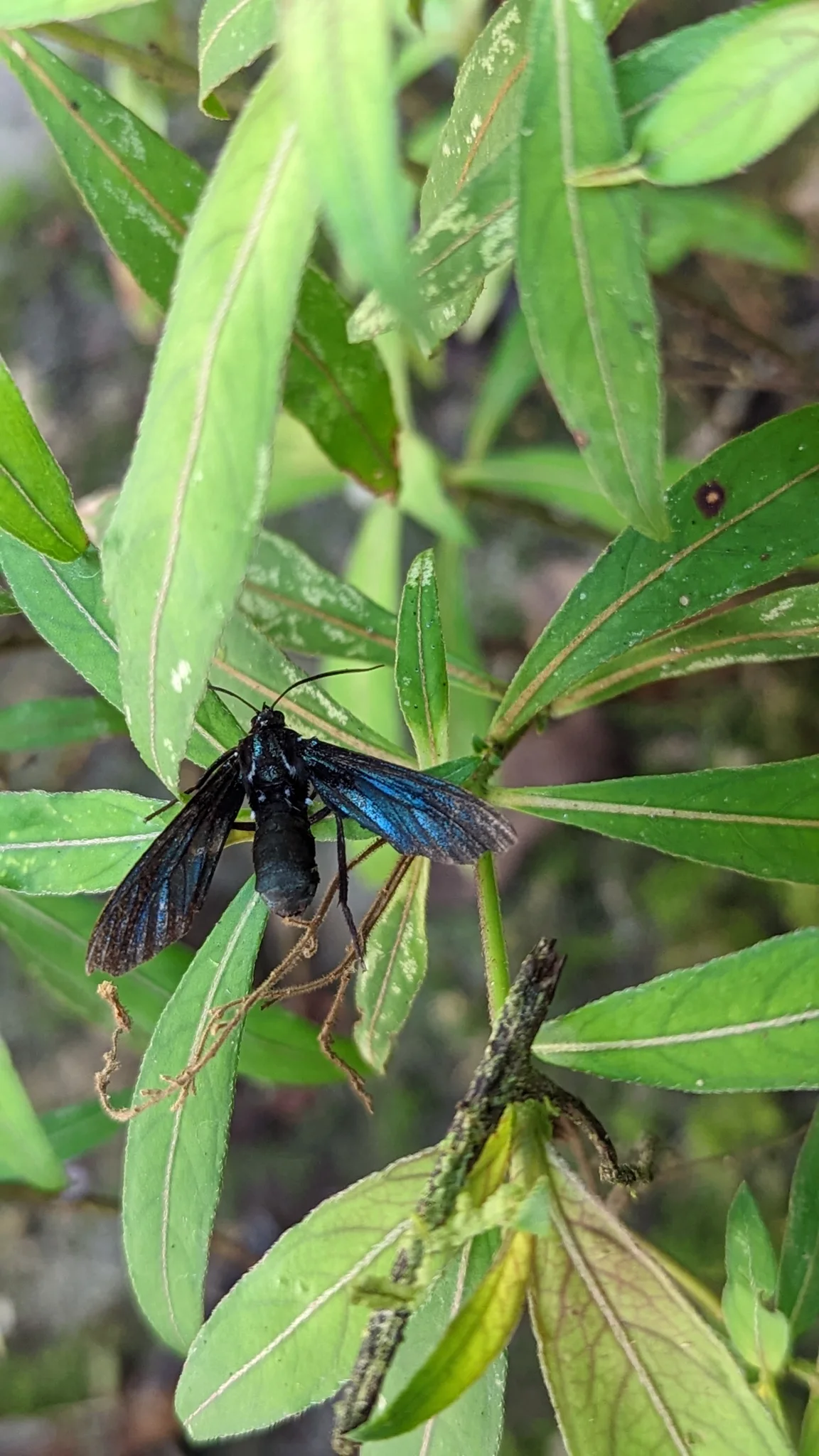 Blue-black winged insect on a green plant. Finer identification remains unconfirmed.