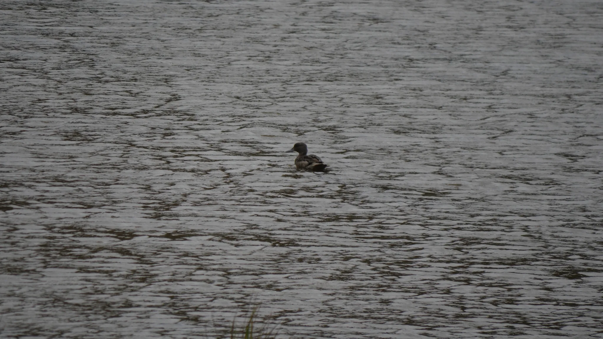 A dark waterbird on a rippled lake
