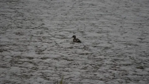 A dark waterbird on a rippled lake