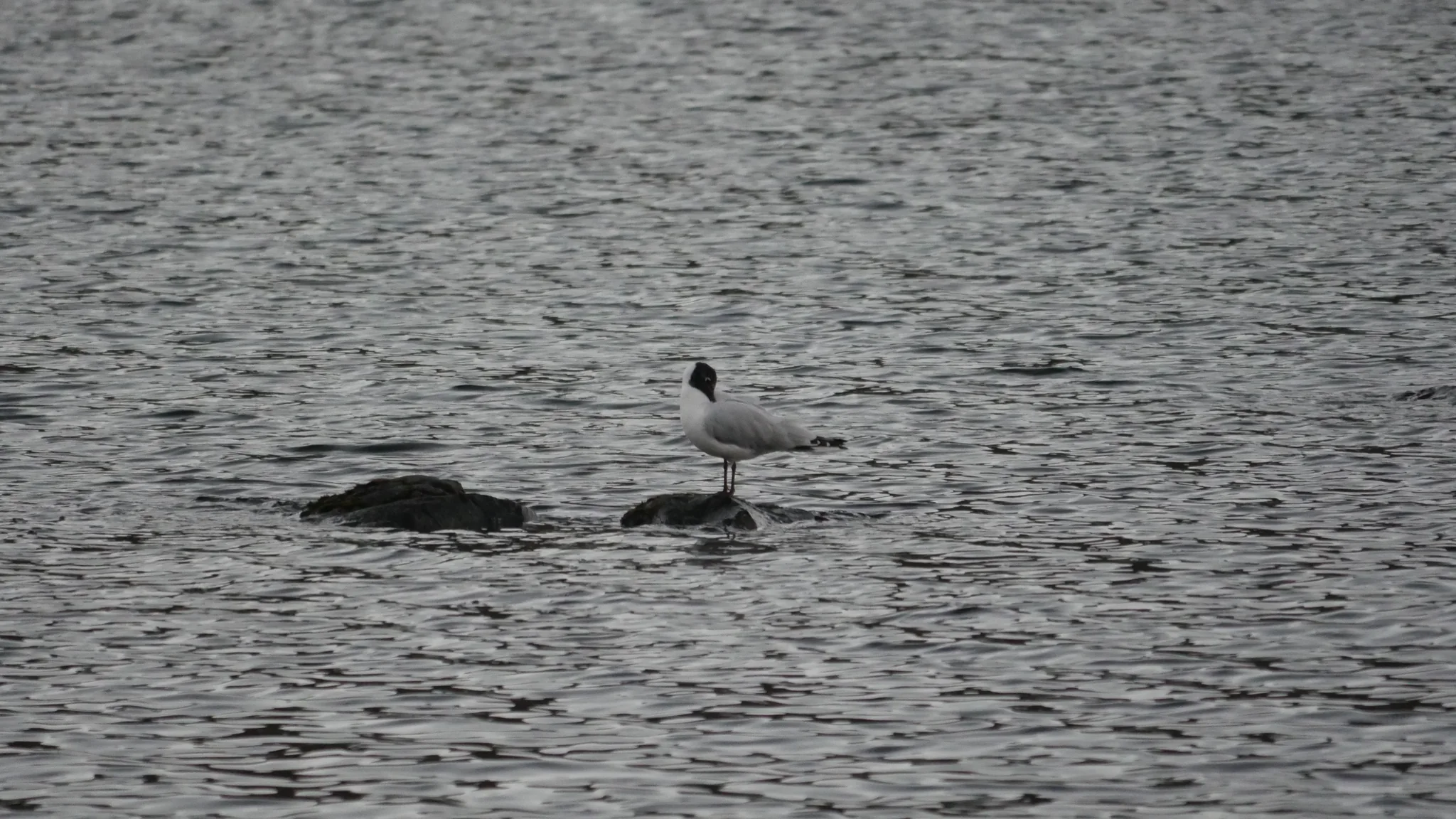 Two waterbirds among dark rocks