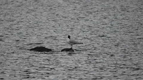 Two waterbirds among dark rocks