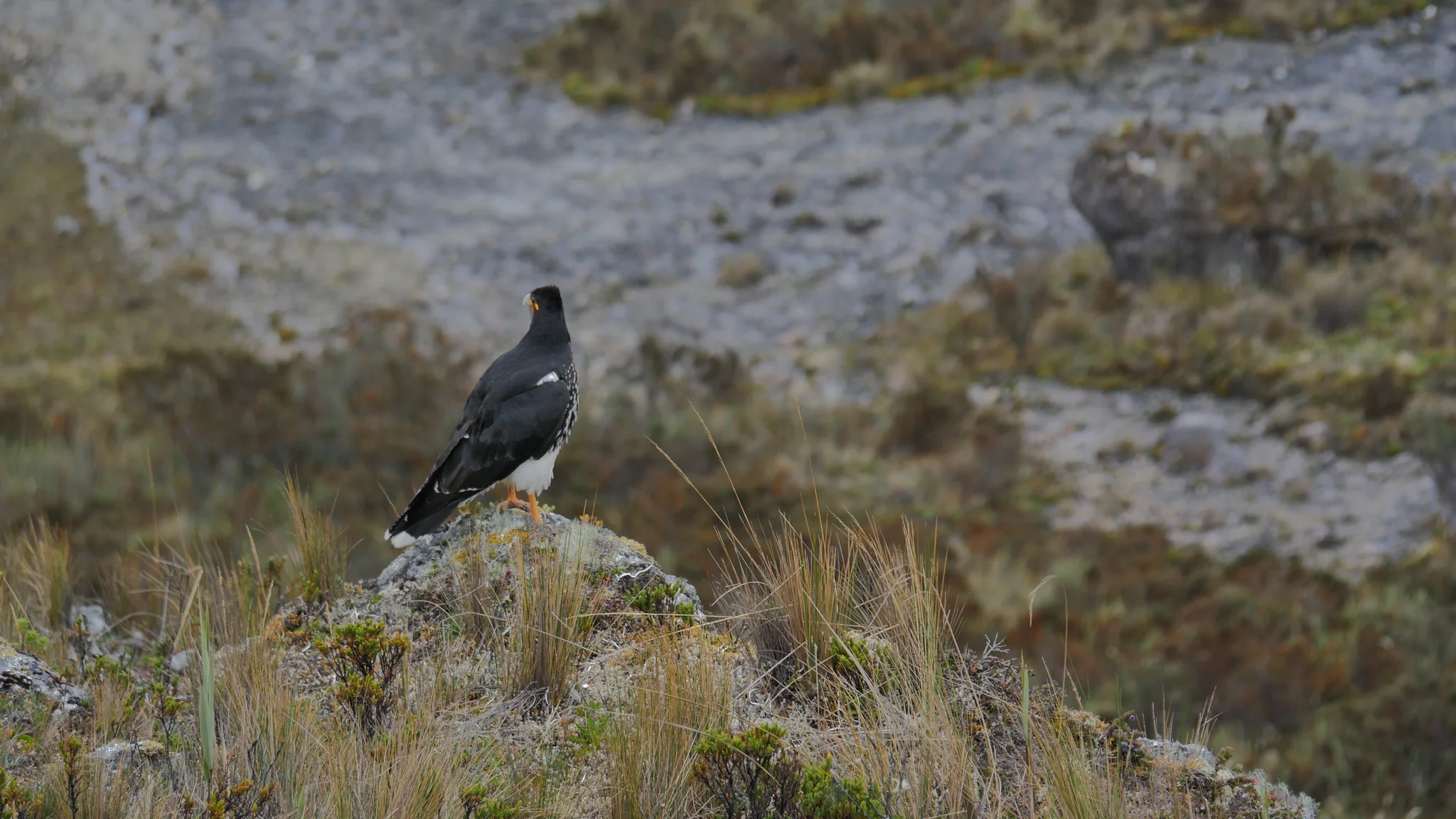 A dark bird above the lakeshore