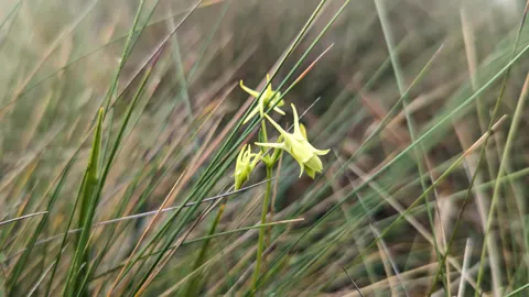 Small yellow highland flower in grass. Finer identification remains unconfirmed.