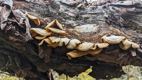 Pale yellow shelf fungi on fallen wood. Finer identification remains unconfirmed.