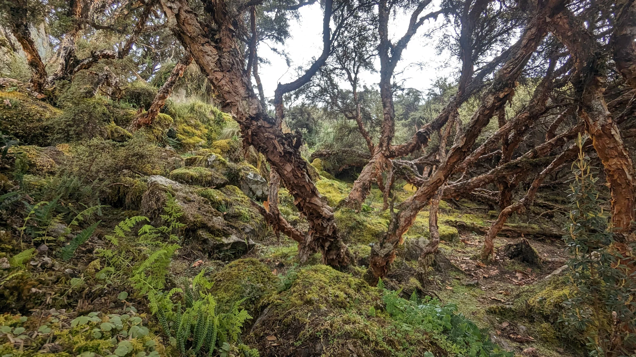 A mossy woodland interior