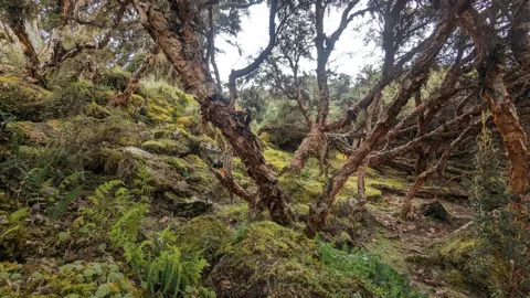 A mossy woodland interior