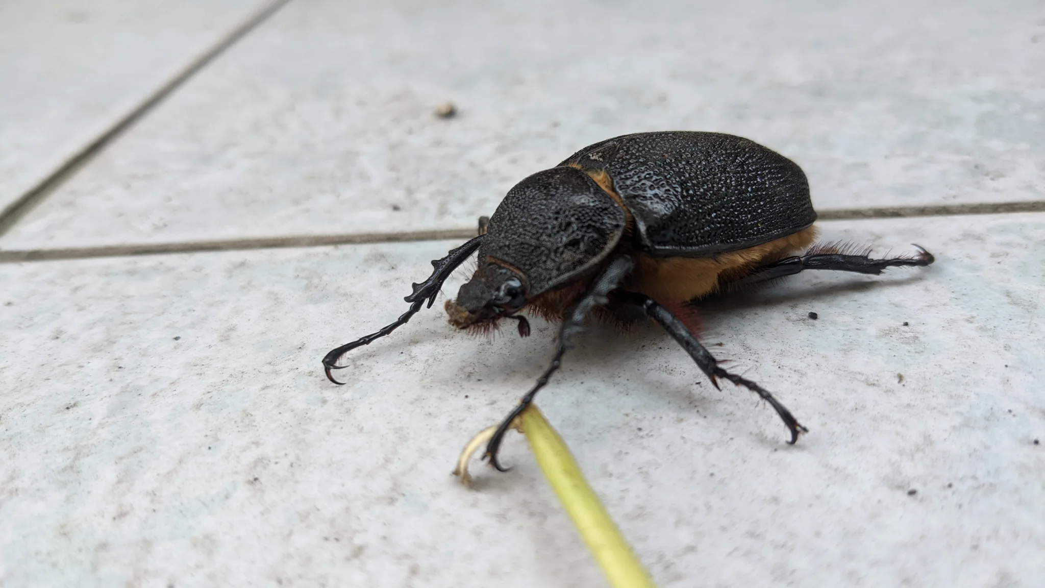 Black beetle on pavement. Finer identification remains unconfirmed.