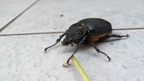 Black beetle on pavement. Finer identification remains unconfirmed.