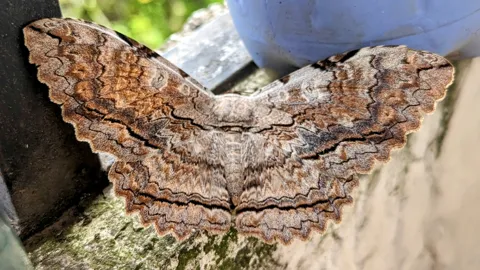 Brown moth resting on bark. Finer identification remains unconfirmed.