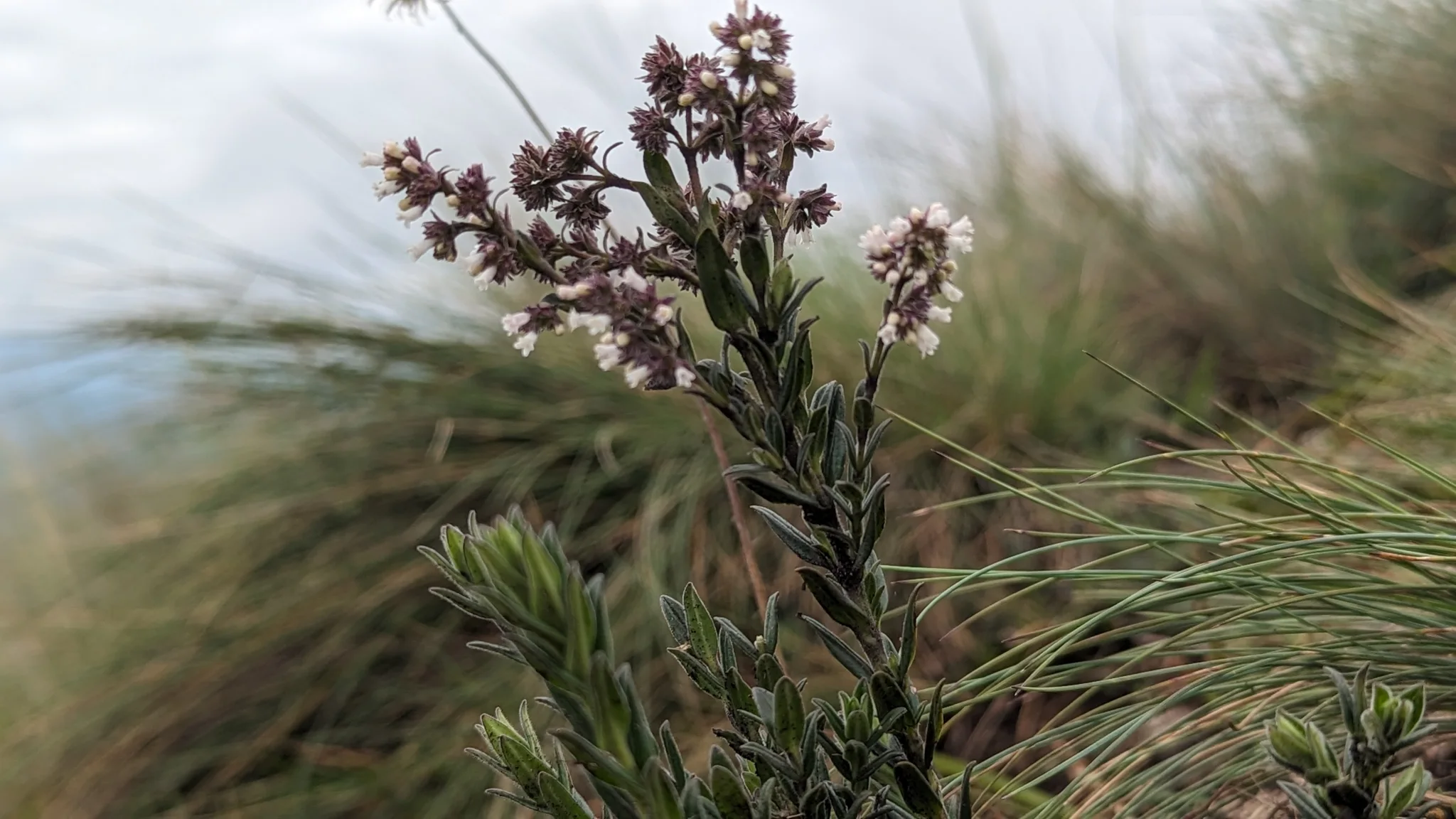 Small tubular Valeriana flowers form a branched terminal cluster above opposite leaves among grasses.