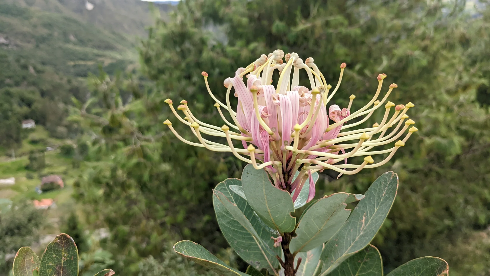 A large Oreocallis grandiflora flower cluster forms a pink-and-cream brush of long styles and curled perianth segments above leathery leaves.