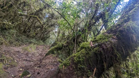 A path beneath tangled branches
