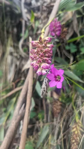 Pink flower spike on a trailside stem. Finer identification remains unconfirmed.