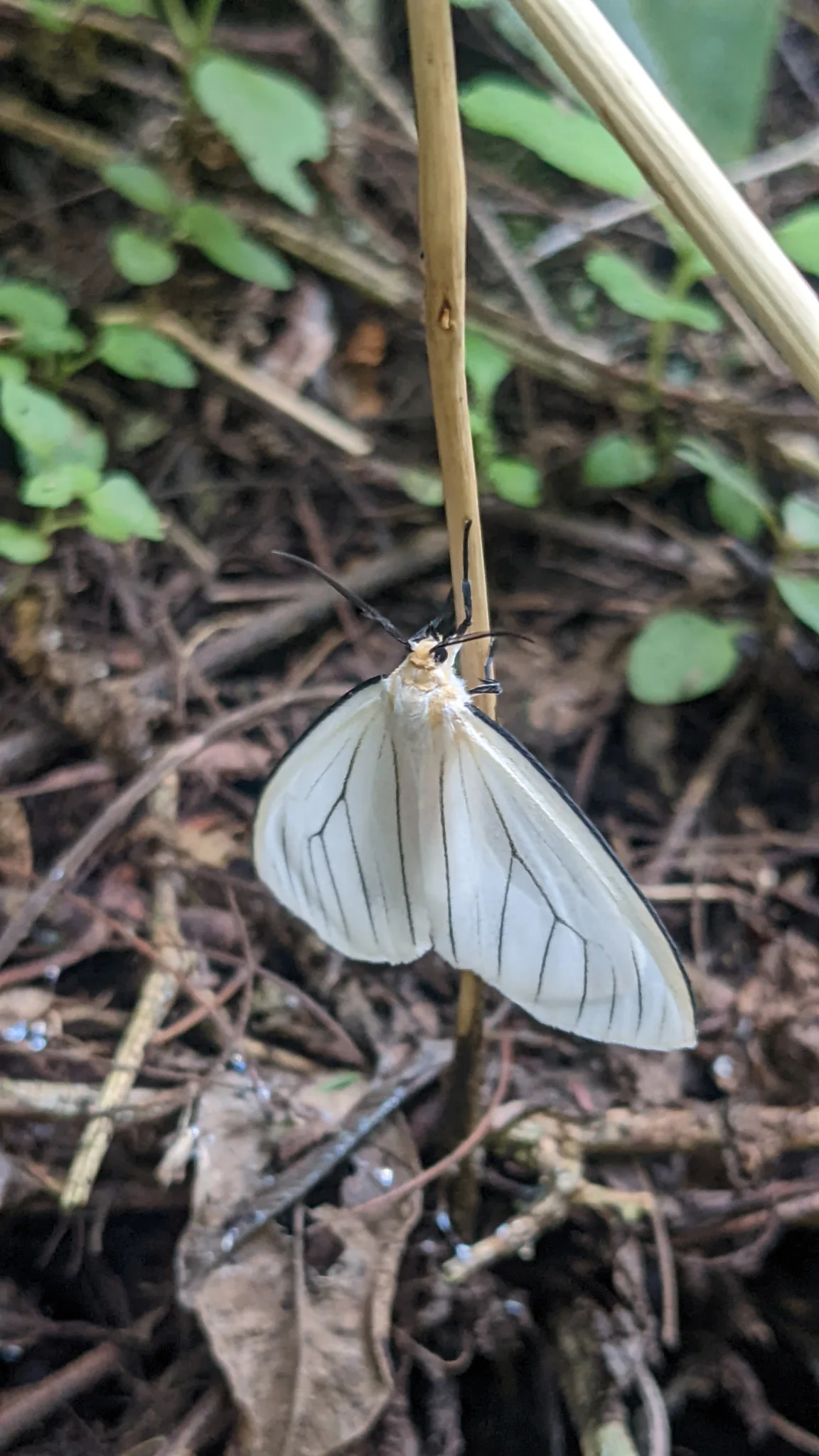 White moth on plant stem. Finer identification remains unconfirmed.