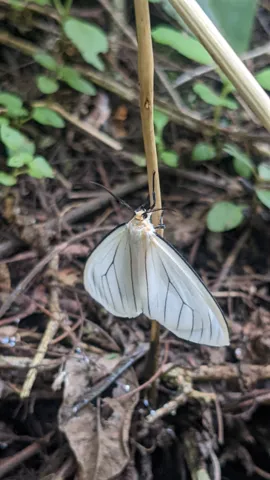 White moth on plant stem. Finer identification remains unconfirmed.