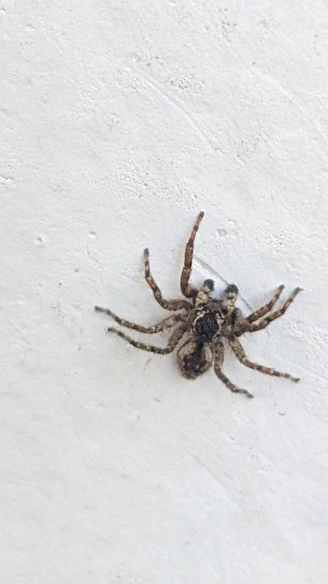 Spider on pale wall. Finer identification remains unconfirmed.