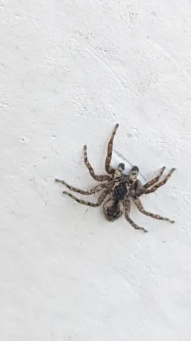 Spider on pale wall. Finer identification remains unconfirmed.