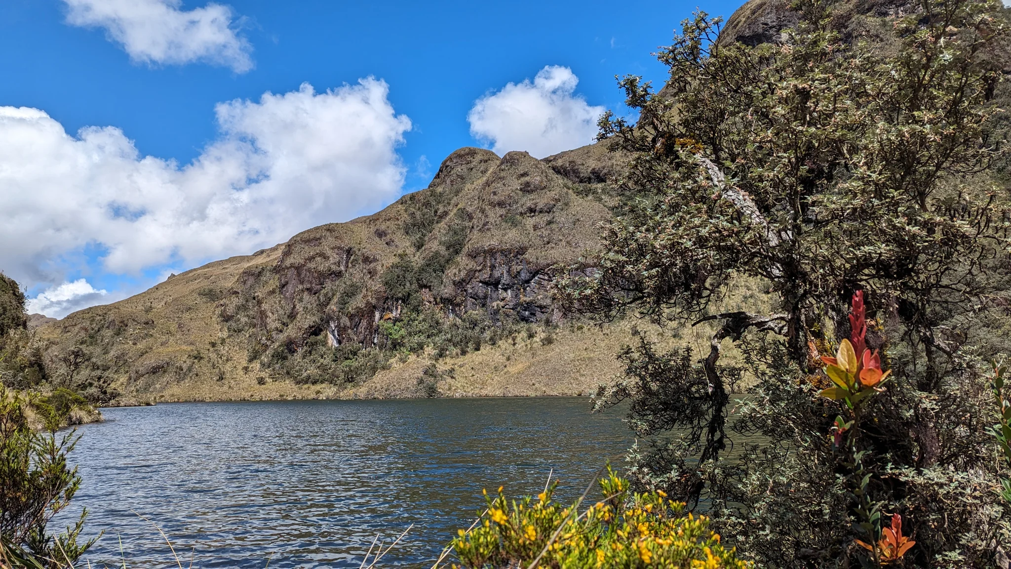 Orange flowers beside a lake.