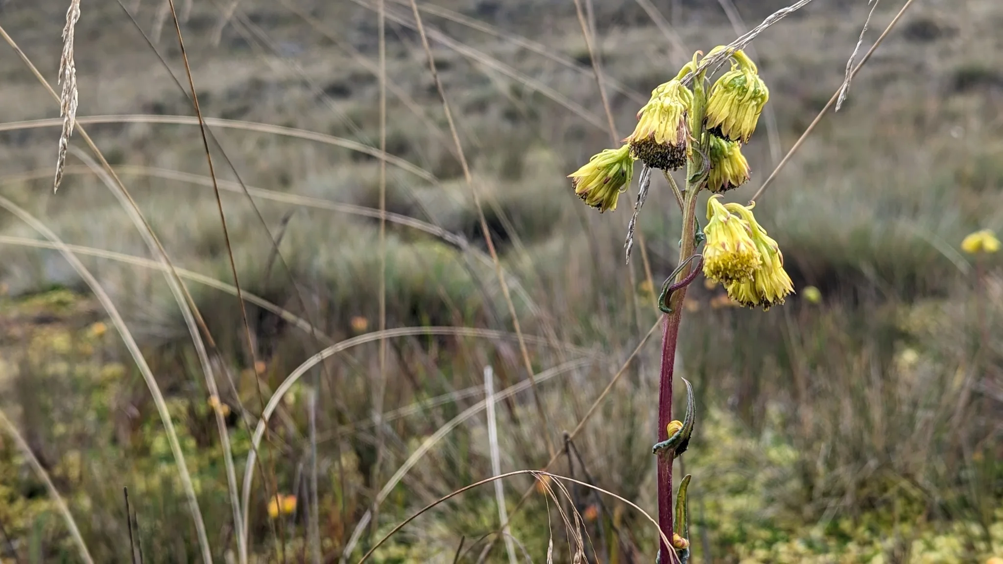 A yellow flower stalk stands among dry páramo grasses.