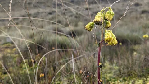 A yellow flower stalk stands among dry páramo grasses.