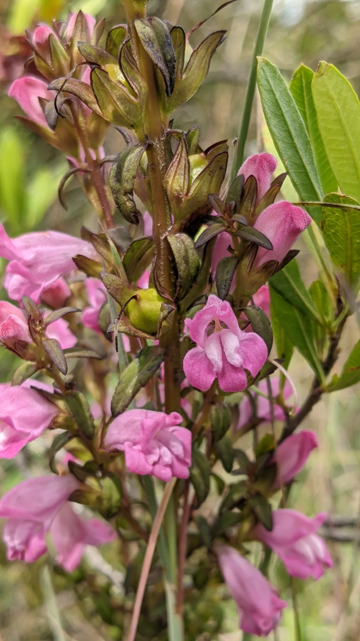 Pink, two-lipped Salvia flowers bloom in whorls along upright stems among green trail-side vegetation.