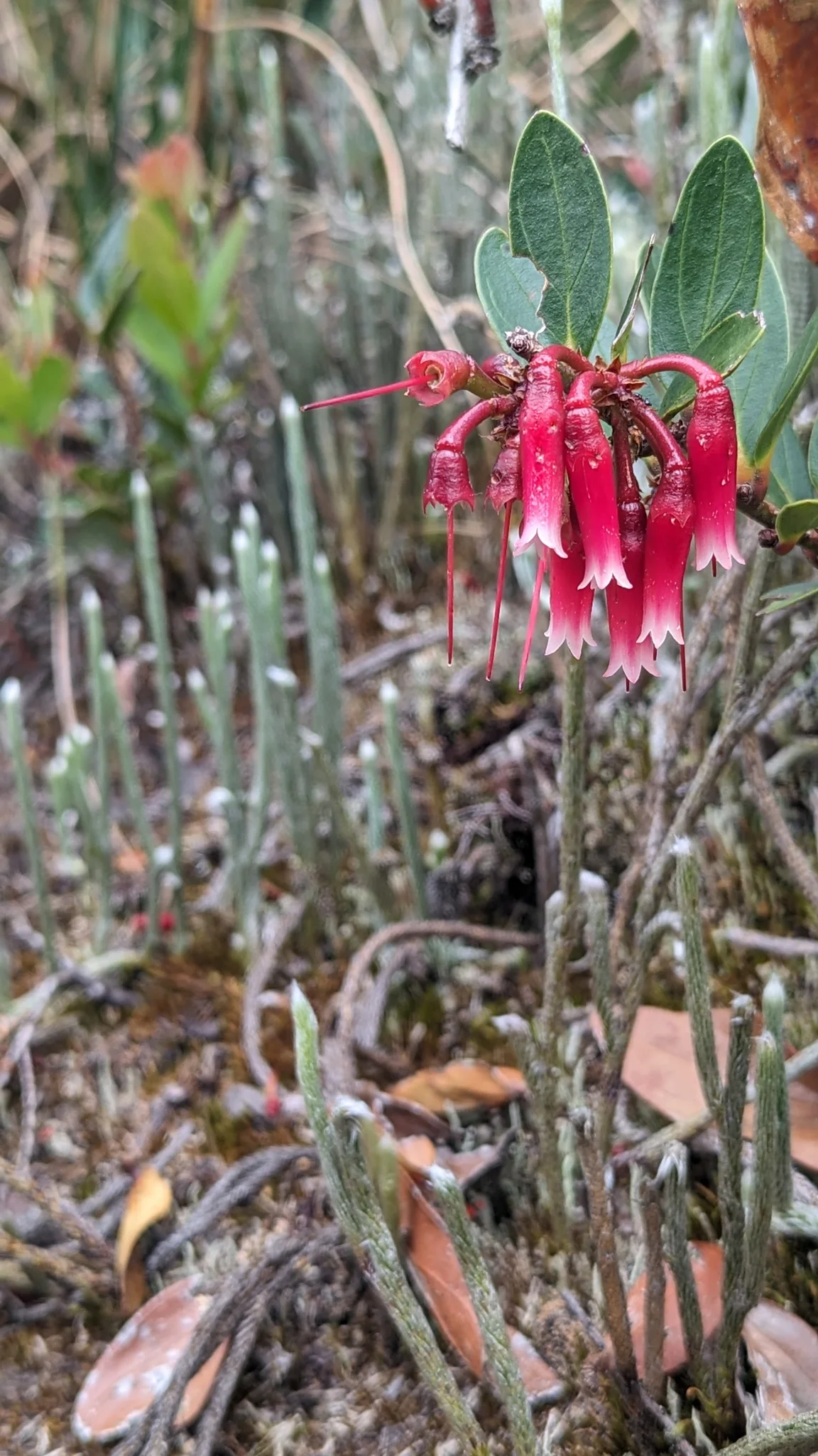 Red flowers on highland plant. Finer identification remains unconfirmed.
