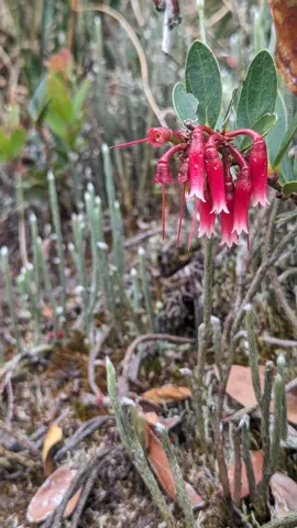 Red flowers on highland plant. Finer identification remains unconfirmed.