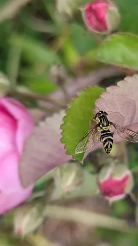 Pink flowers with insect. Finer identification remains unconfirmed.