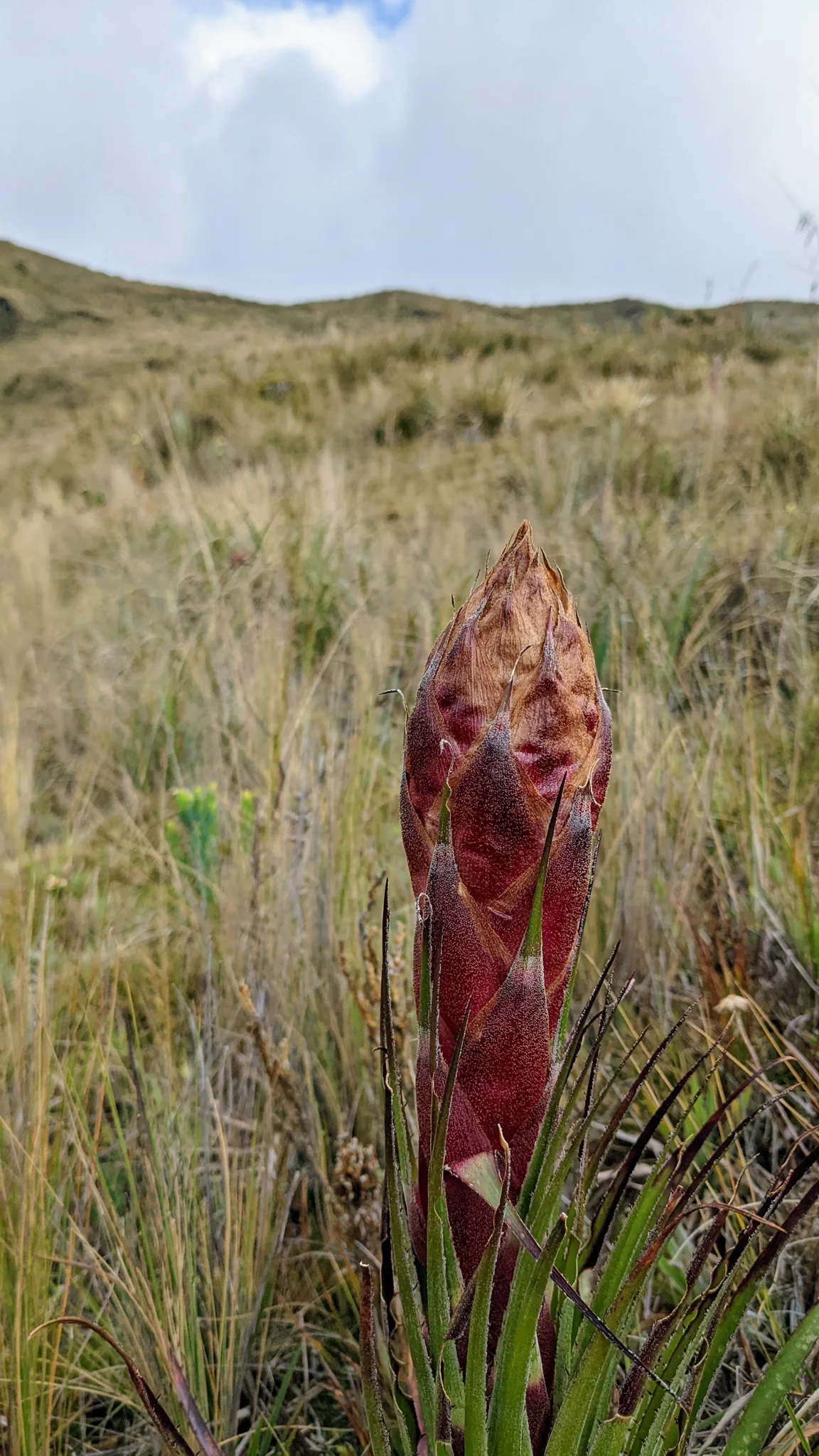 A developing Puya flower spike is enclosed by dense reddish-brown bracts above long spiny leaves, among pale highland tussock grasses.
