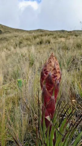 A developing Puya flower spike is enclosed by dense reddish-brown bracts above long spiny leaves, among pale highland tussock grasses.