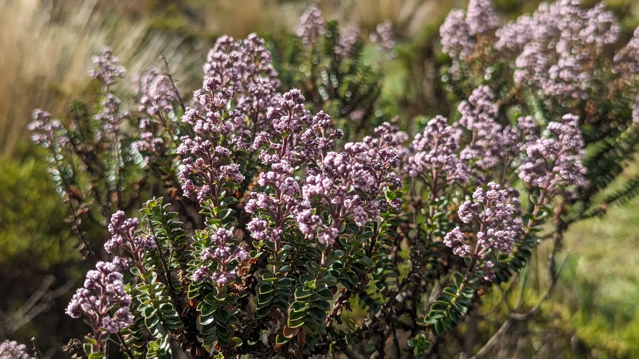 A shrub covered in pale purple flowers