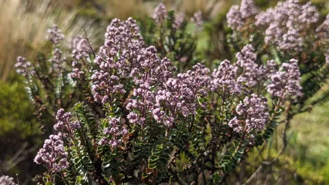 A shrub covered in pale purple flowers