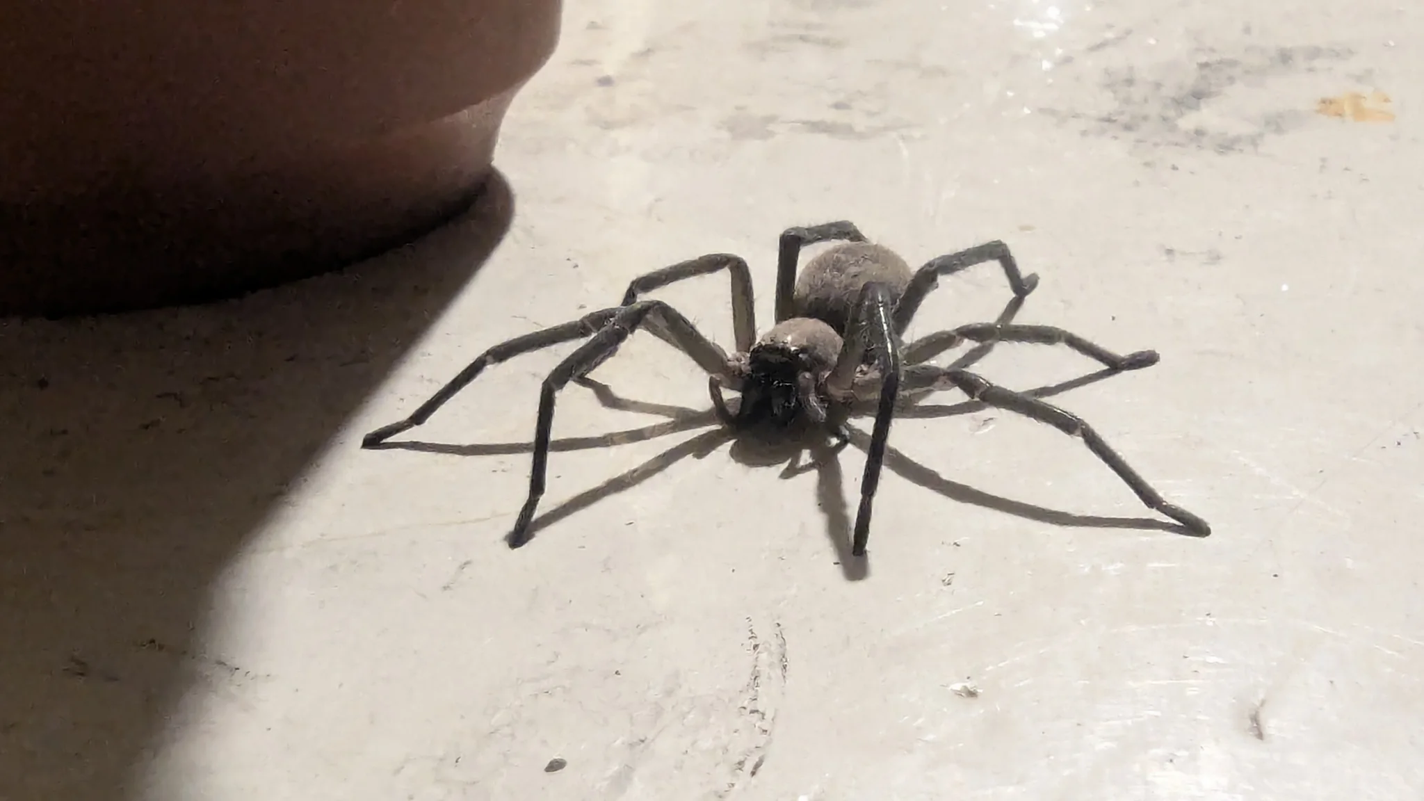 Spider close-up on tile. Finer identification remains unconfirmed.
