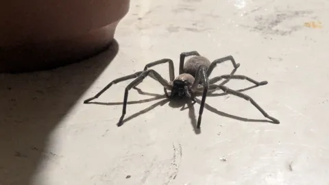 Spider close-up on tile. Finer identification remains unconfirmed.