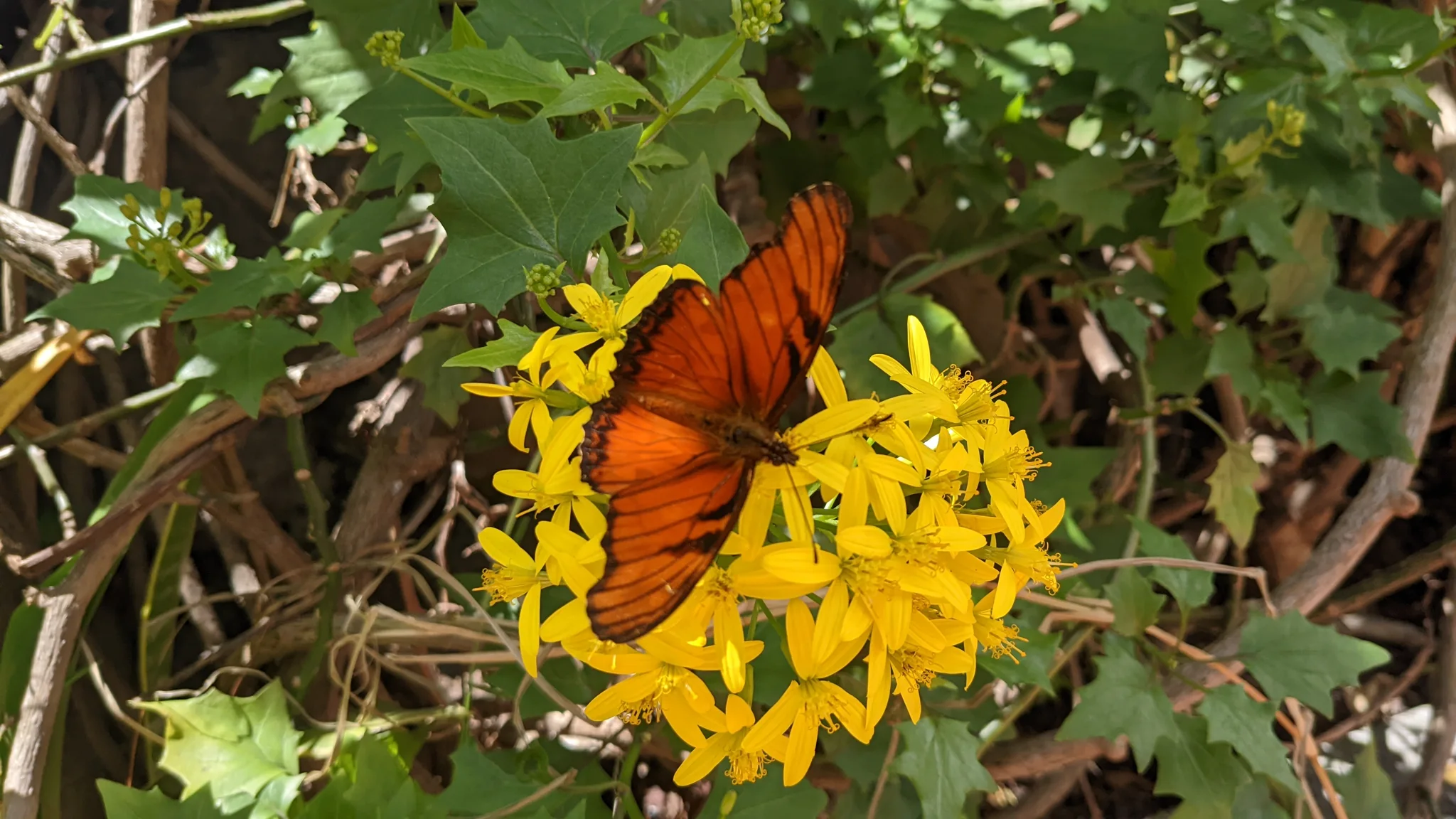 Orange butterfly on yellow flowers. Finer identification remains unconfirmed.