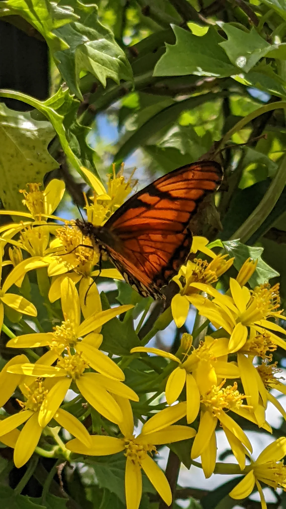 Butterfly on yellow flowers. Finer identification remains unconfirmed.