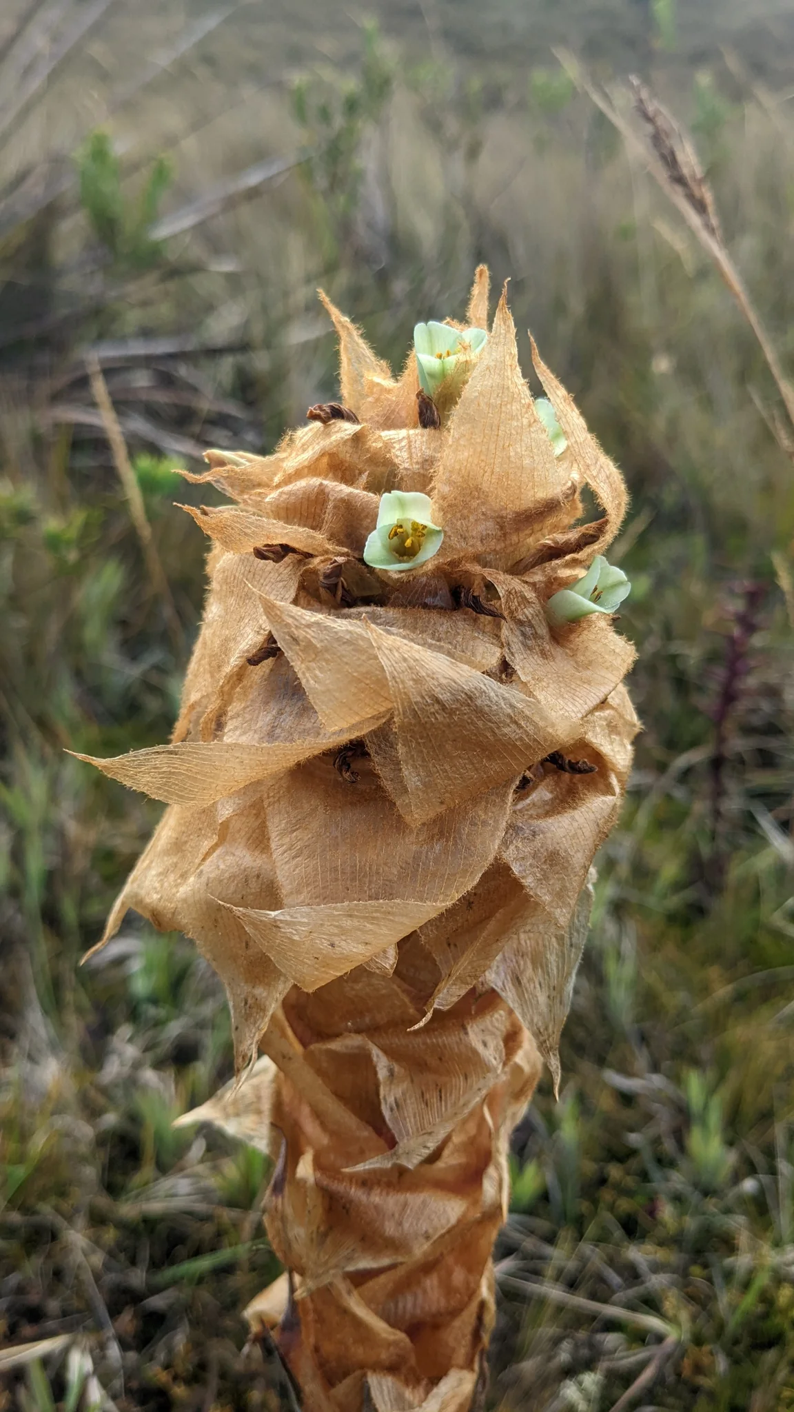 Dry bromeliad seed head seen close up. The species remains unconfirmed from the visible features.