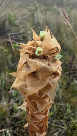 Dry bromeliad seed head seen close up. The species remains unconfirmed from the visible features.