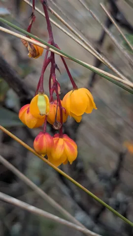 Orange and yellow bell-shaped flowers hang from red stalks. Berberis is a tentative genus candidate.