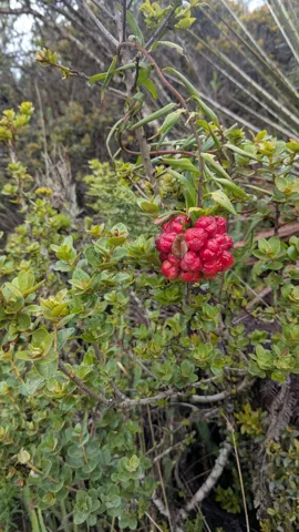 A brown Bomarea capsule has split open to expose a cluster of fleshy red seeds on a narrow-leaved climbing stem.