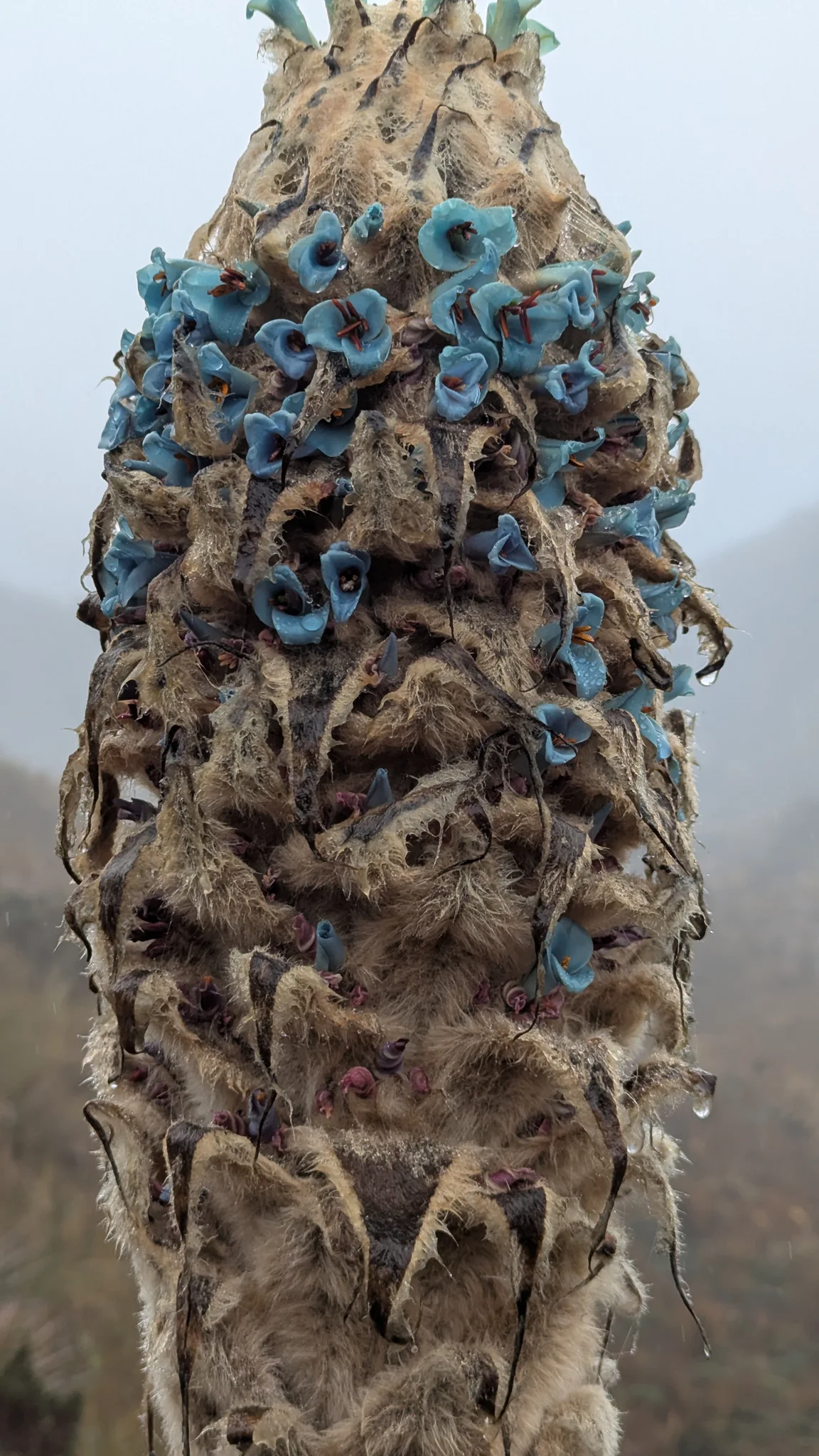 Turquoise flowers emerge from a tall bromeliad spike covered in pale wool. The species is left unnamed.