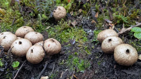 Round fungi on the forest floor