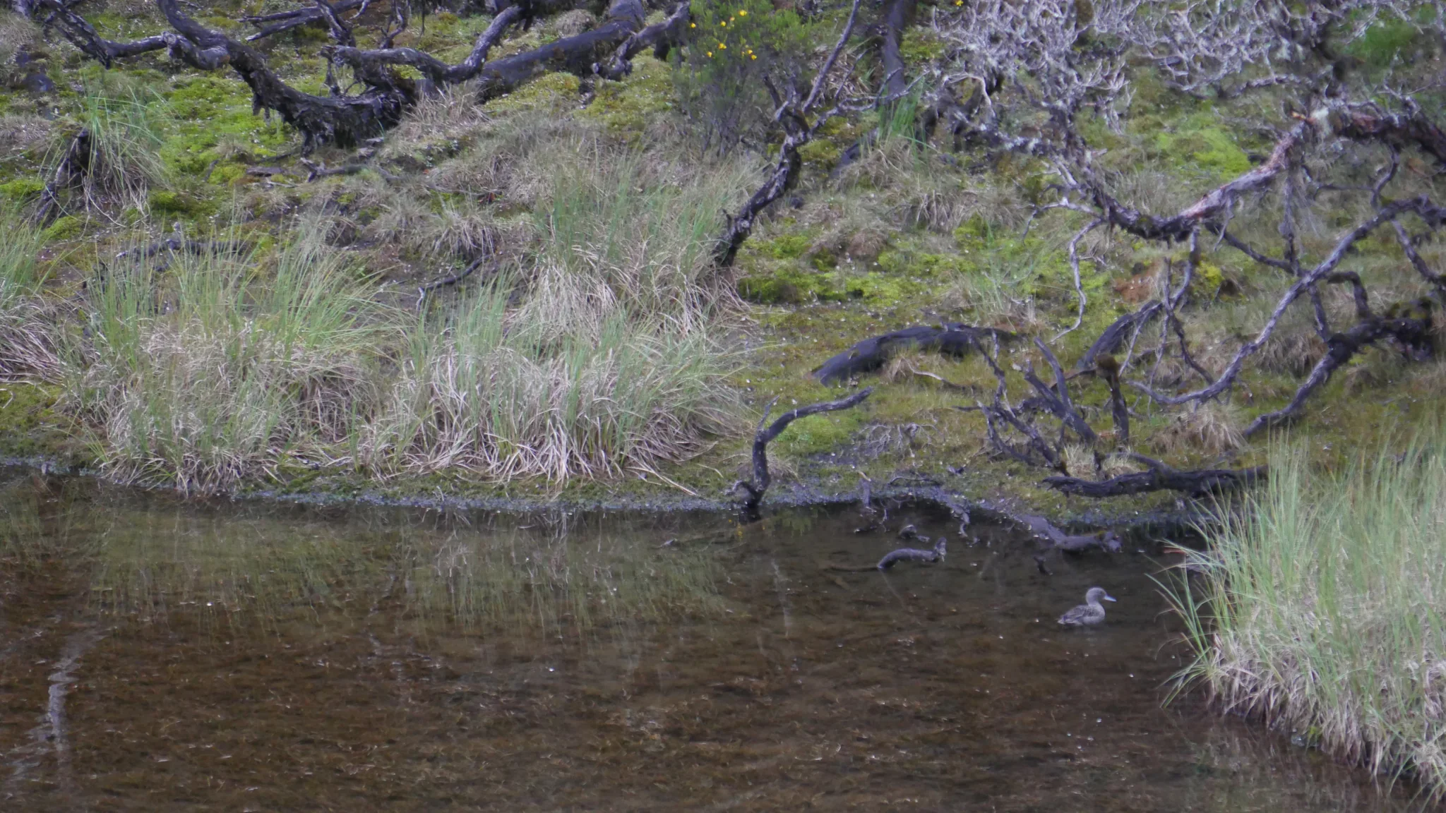 Shallow water beneath lichen-draped branches. The water body is not securely named.