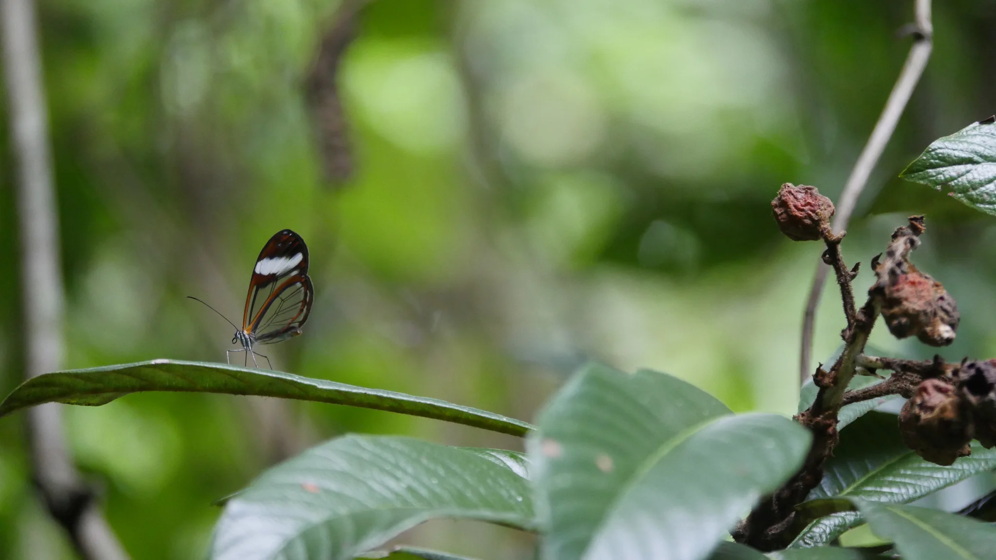 Clear-winged butterfly on a green leaf. Finer identification remains unconfirmed.