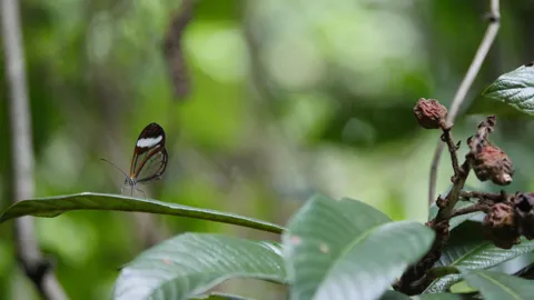 Clear-winged butterfly on a green leaf. Finer identification remains unconfirmed.