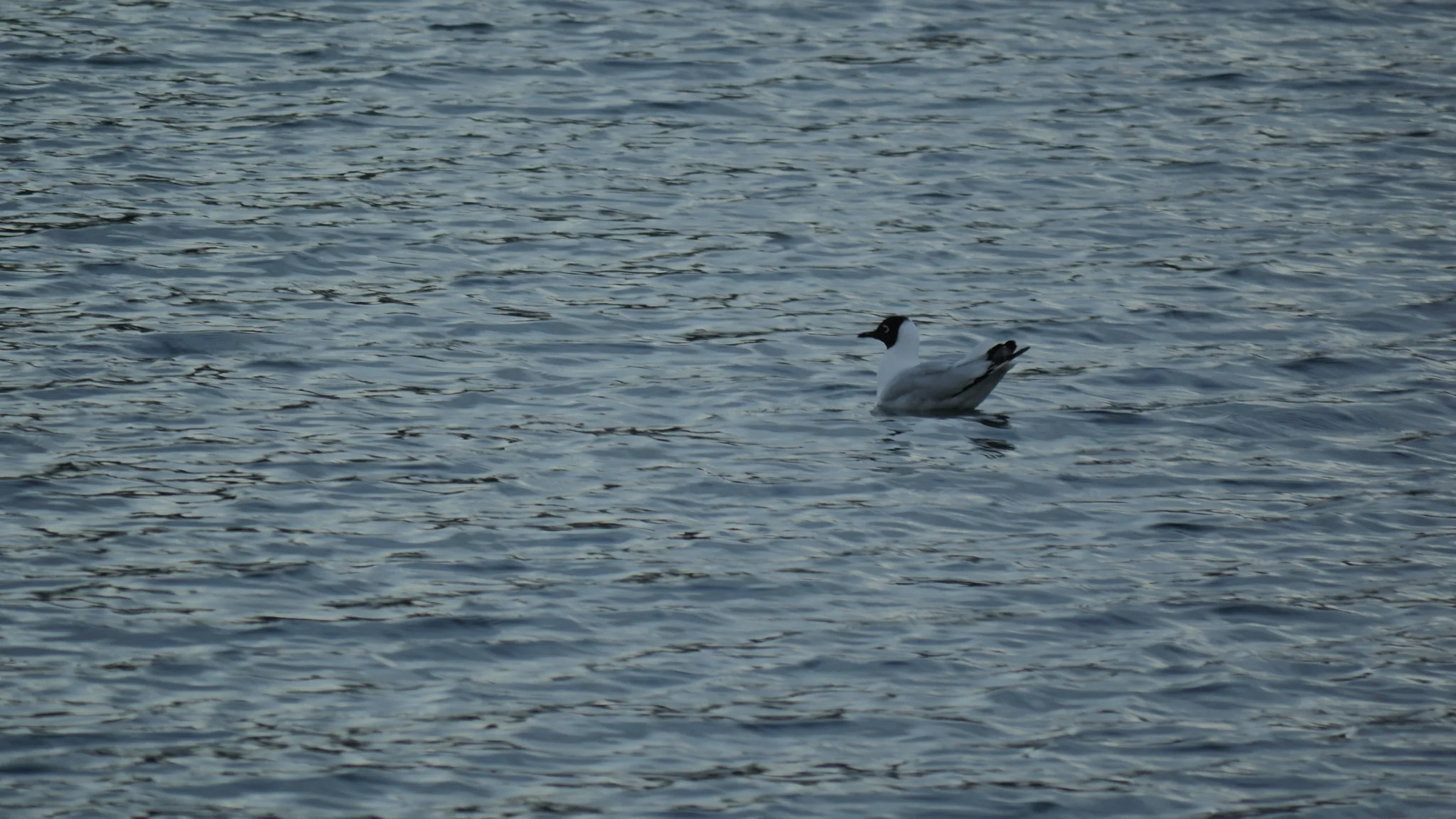 Dark waterbird on rippled lake water. Finer identification remains unconfirmed.