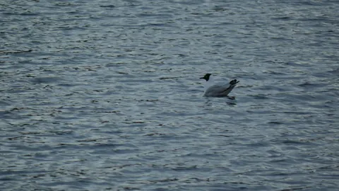 Dark waterbird on rippled lake water. Finer identification remains unconfirmed.