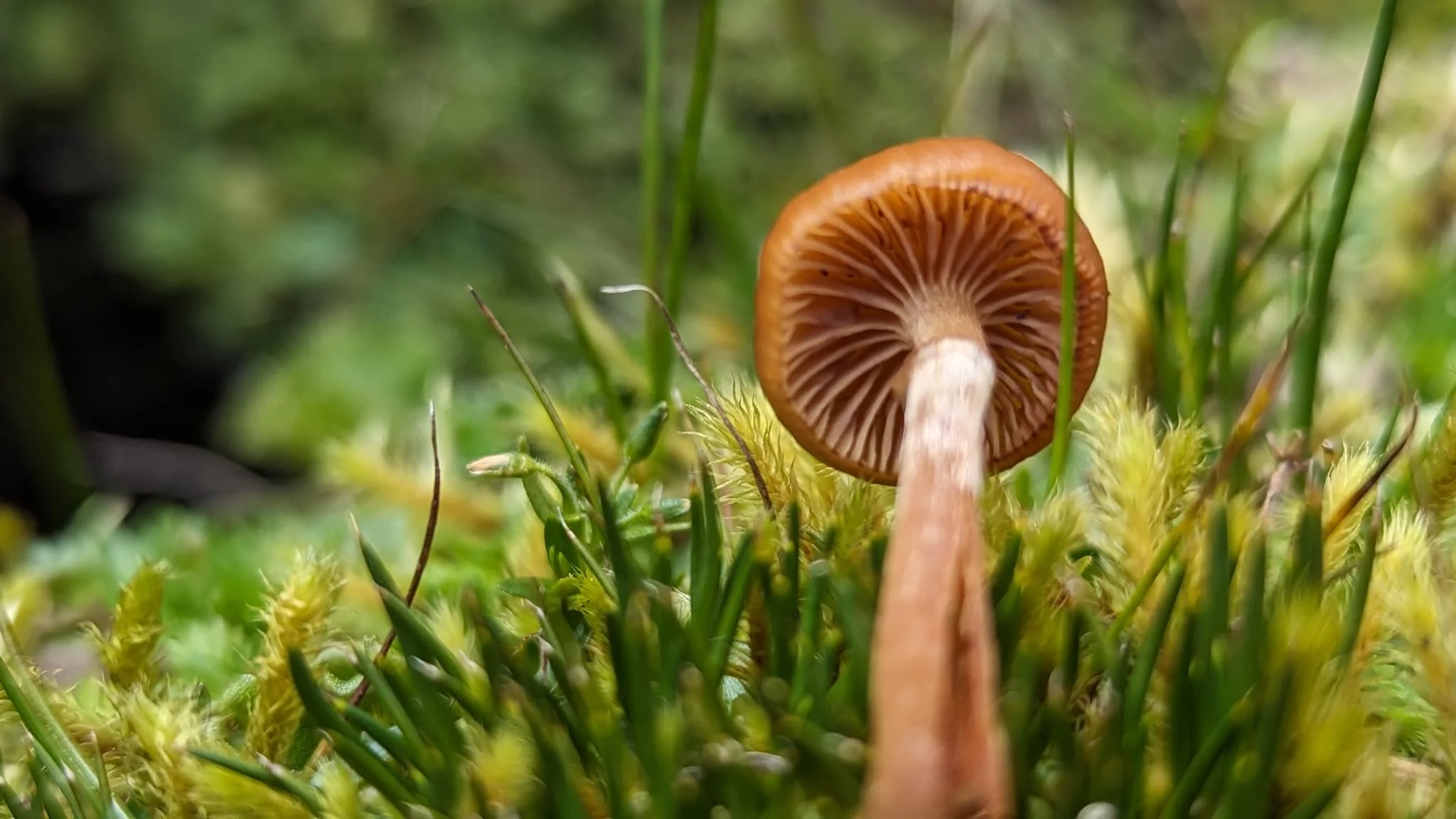 Mushroom gills among moss. Finer identification remains unconfirmed.
