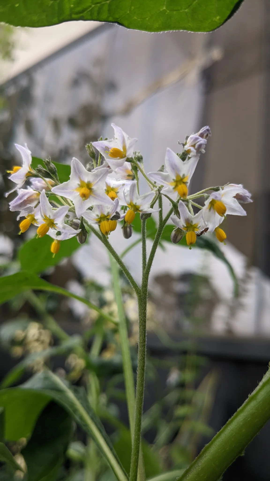 Small white, star-shaped Solanum flowers bloom beside a wall, each with a prominent cone of yellow anthers at its centre.